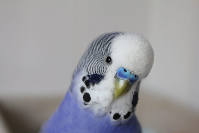 budgie-3150492_960_720