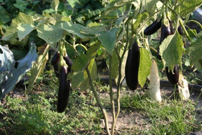 c83c956358492d973a376e655f6fd2b4