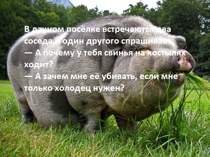 cjufukggqssm_samaia-bolshaia-svinia-v-mire