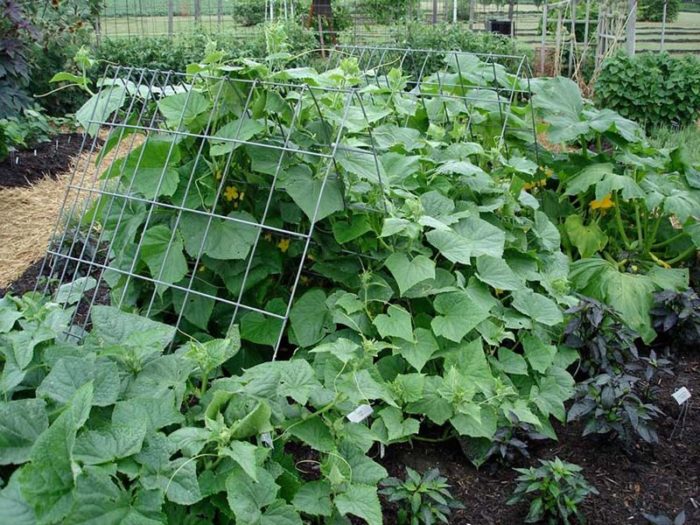 cucumber-panel-trellis-web