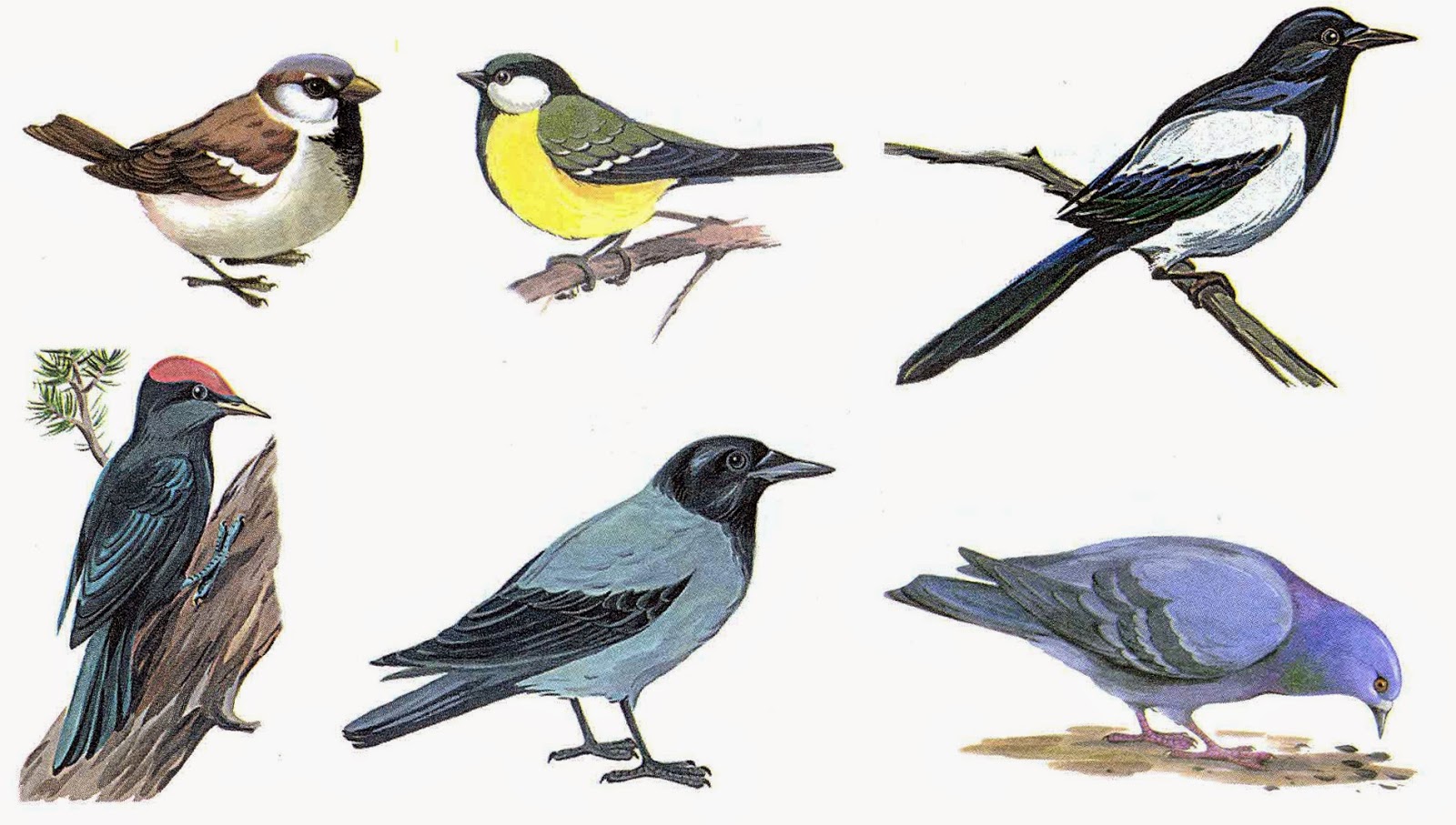 Звуки каждой птицы. Птицы картинки. Изображение птиц для детей. Птицы для дошкольников. Зимующие птицы для детей.