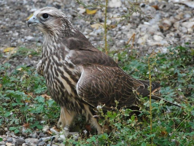 Балабан фото птицы