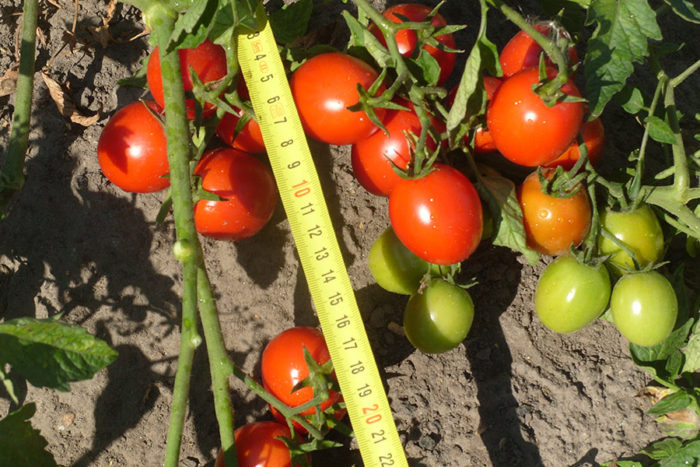 f55a777ef05bc052f9d06ccda17c4d00