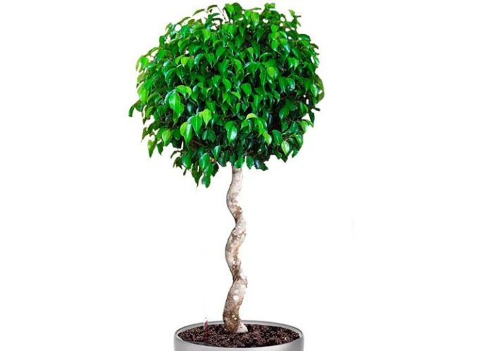 ficus-benjamin9