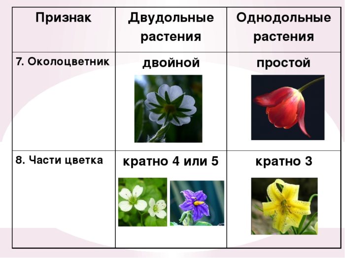 Схема однодольные двудольные