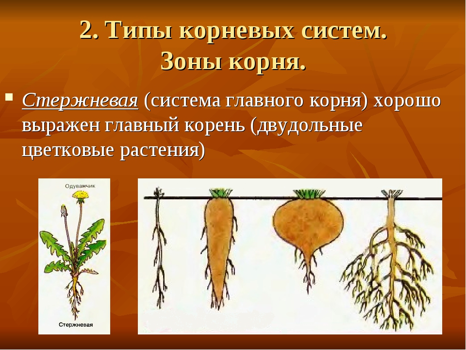 Главный корень у однодольных. Корневые системы растений 6 класс. Корень виды корневых систем. Стипы Корневы х систем. Типы корневых систем у растений.