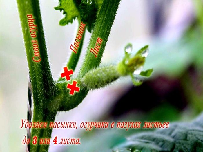 kak-prishchipyvat-ogurcy-v-teplice_00004