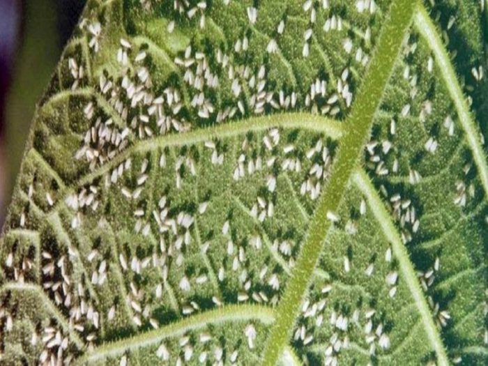 list-ogurca-porazhennyy-belokrylkoy-1