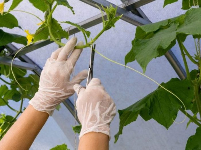 nuzhno-li-obryvat-usy-600x450