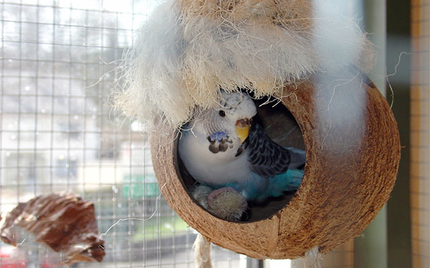 obustrojstvo-kletki-volnistogo-popugaja-malenkij-dom-3