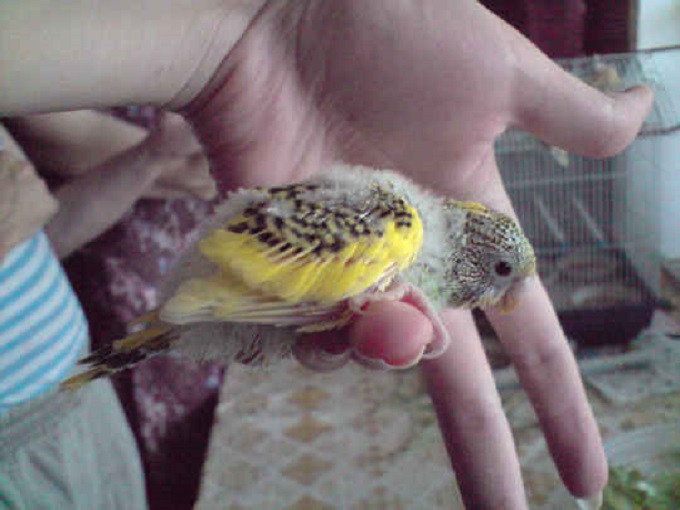 ptenec-popugaja-s-puhom