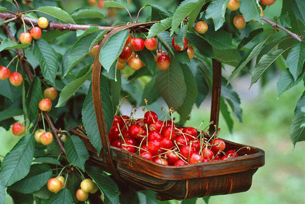 sbor-spelykh-yagod-chereshni