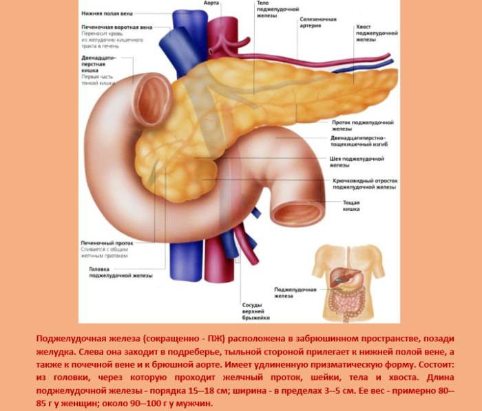 Анатомия поджелудочная железа расположение. Внешнее строение поджелудочная железа у человека. Анатомия поджелудочной железы человека в картинках. Органы брюшной полости поджелудочная железа. Вода и поджелудочная железа
