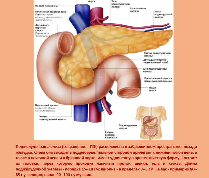 Фото Печени И Поджелудочной Железы