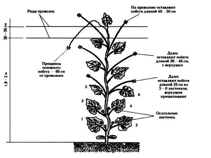 shema-prishhipki-kusta-ogurtsa