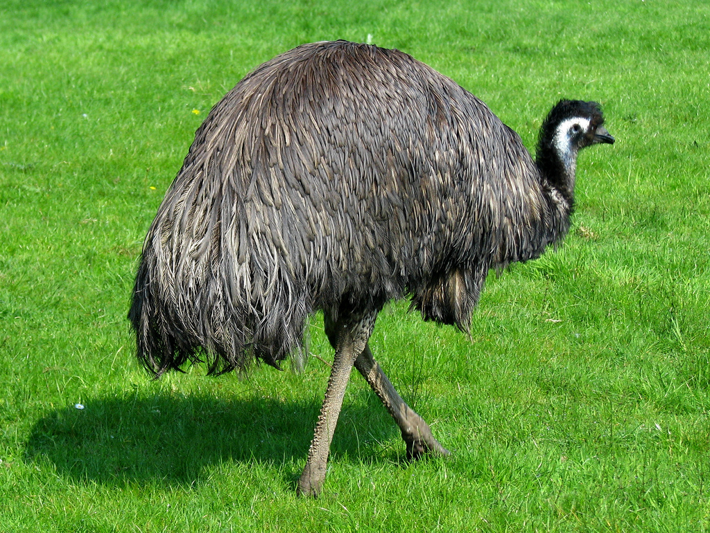 straus-emu