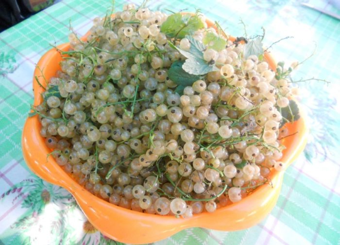 varene_iz_beloi_smorodini_bez_varki-132094