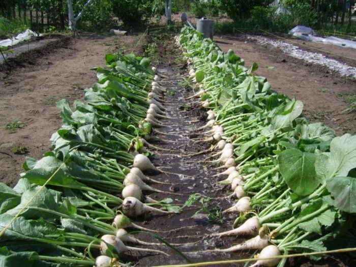 12999845372c4c651d73200697ba4d57