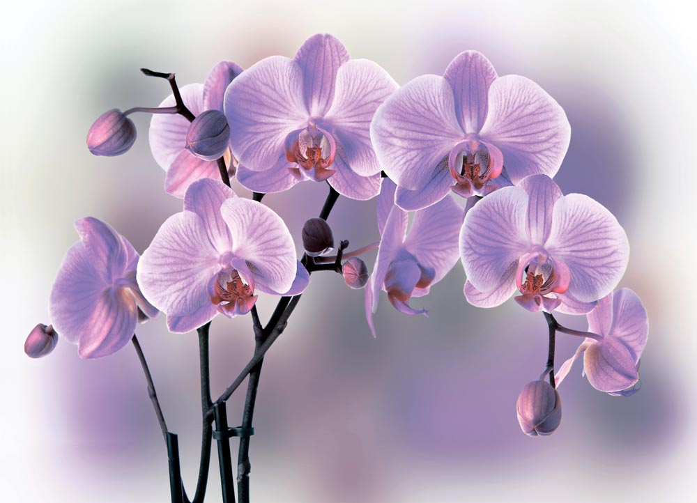 31189367_images_2699651367