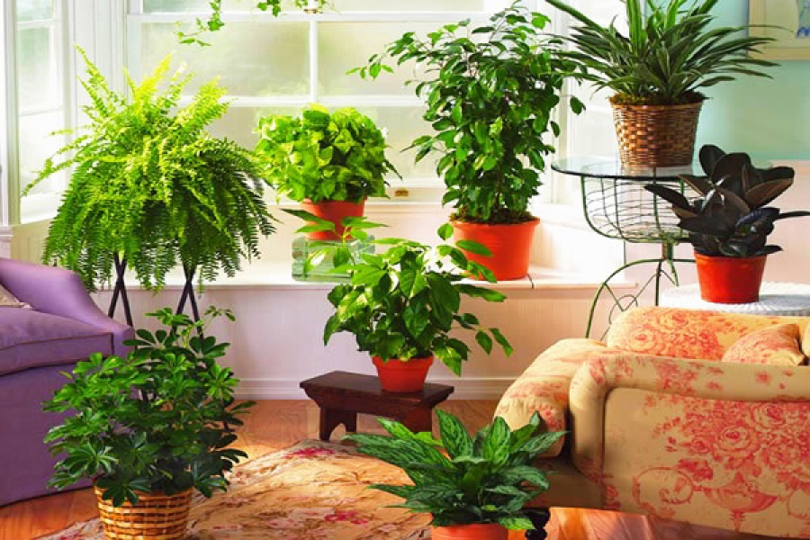 папоротник нефролепис. цветы для дома приметы. нефролепис грин фэнтези. комнатные цветы по приметам. антуриум казанова.