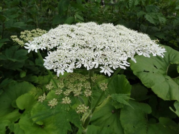 borshhevik-sherstistyj-768x576
