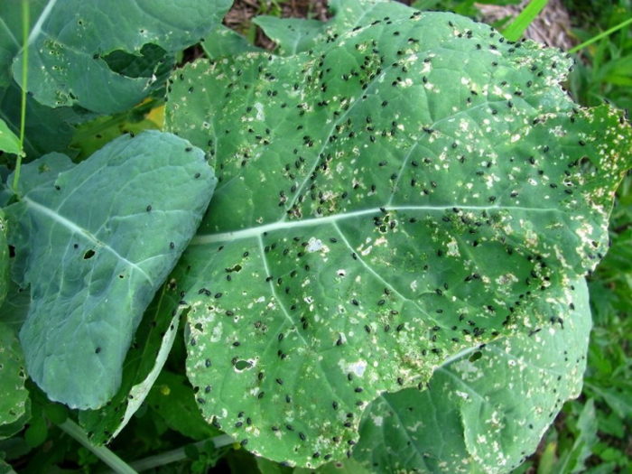 cvetnaya-kapusta-s-vreditelyami-3