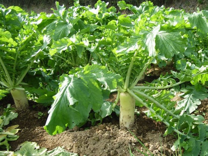 daikon_3_800_600-ilove