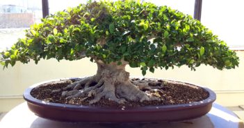 ficus-2