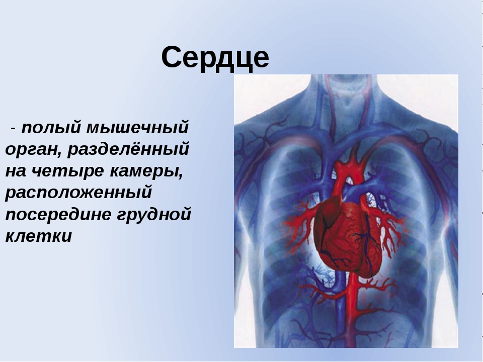 Сердце человека покрыто. Строение сердца. Сердце человека строение человека. Строение человеческого сердца. Сердце это кратко.