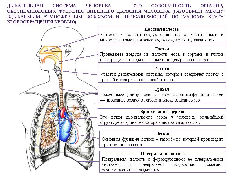 Опишите любой из представленных ниже рисунков какие функции выполняет это система органов человека