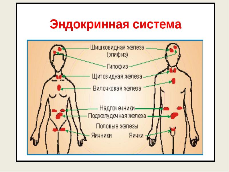 Фото эндокринной системы человека