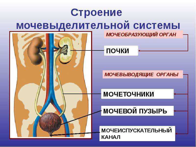 Анатомия мочевыделительная система картинки