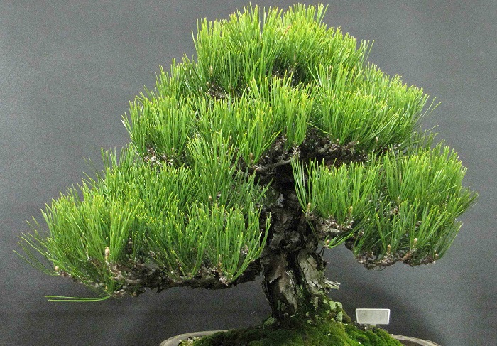 желаеÑе ÑамоÑÑоÑÑелÑно ÑделаÑÑ Ð±Ð¾Ð½Ñай из ÑоÑнÑ