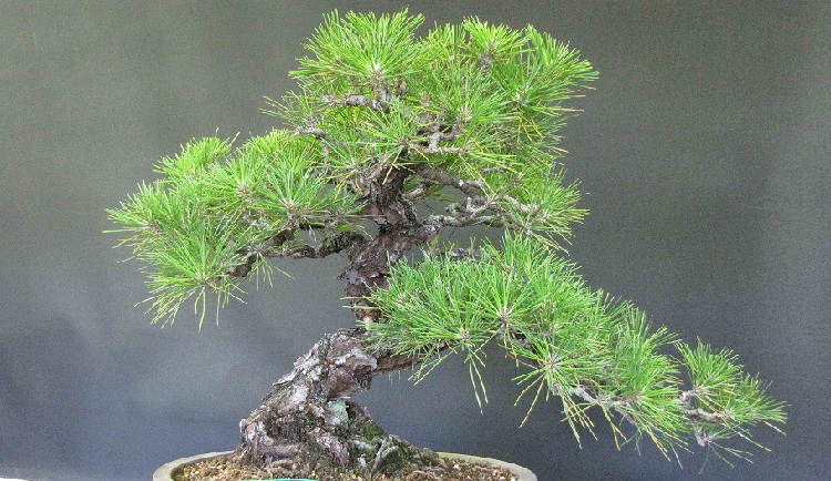 бонÑай из ÑоÑÐ½Ñ Ð¾Ð±Ñкновенной Ñвоими ÑÑками