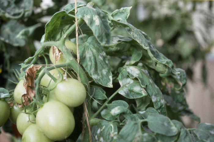 powdery-mildew-oidium-web