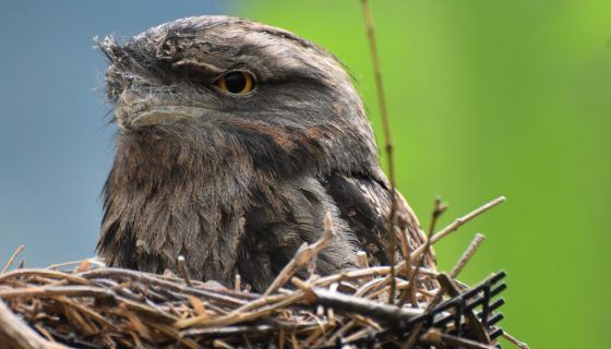 ptica-svila-gnezdo-v-dome-560x320