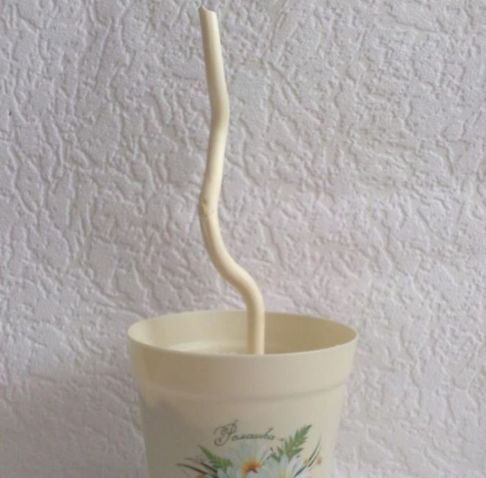 topiariy_iz_romashek_11_copy