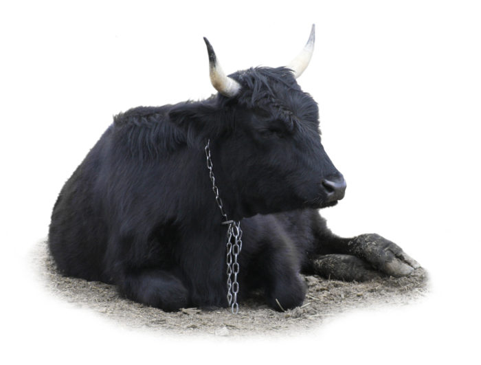Black Bull