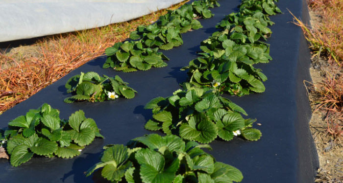 klubnika-pod-chernim-ukrivnim-materialom