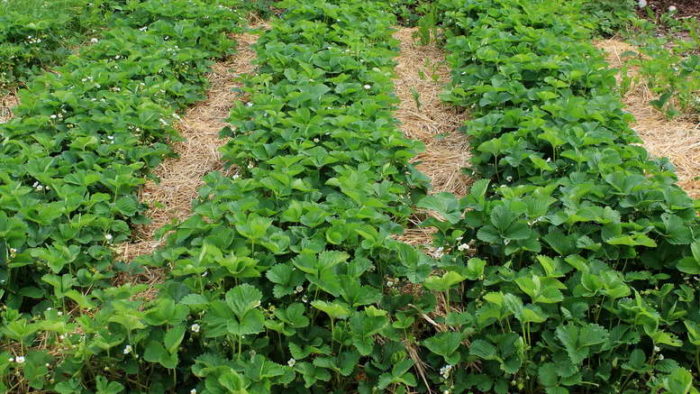 klubnika-posadka-i-uhod-v-otkrytom-grunte-foto