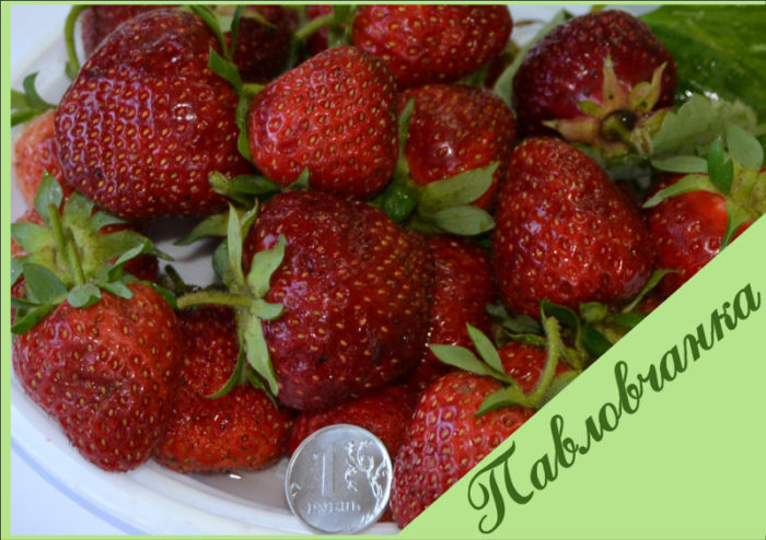 pavlovchanka-obrabotano-dlya-sajta