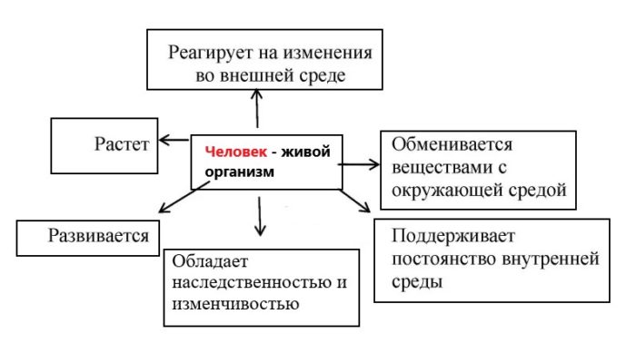 Схема человек живой организм