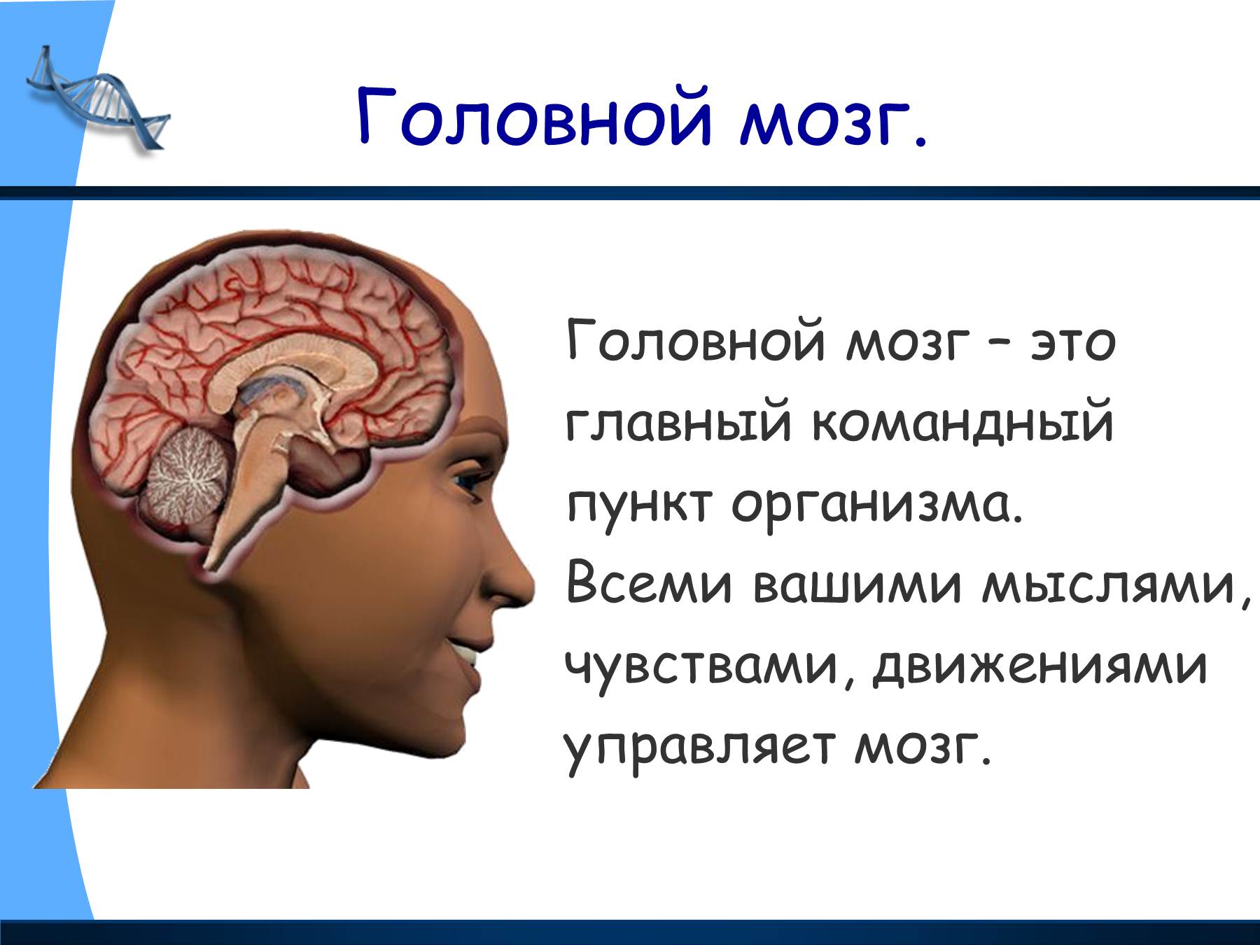 Мозг человека читать