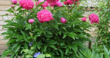 112660717_large_s5001393