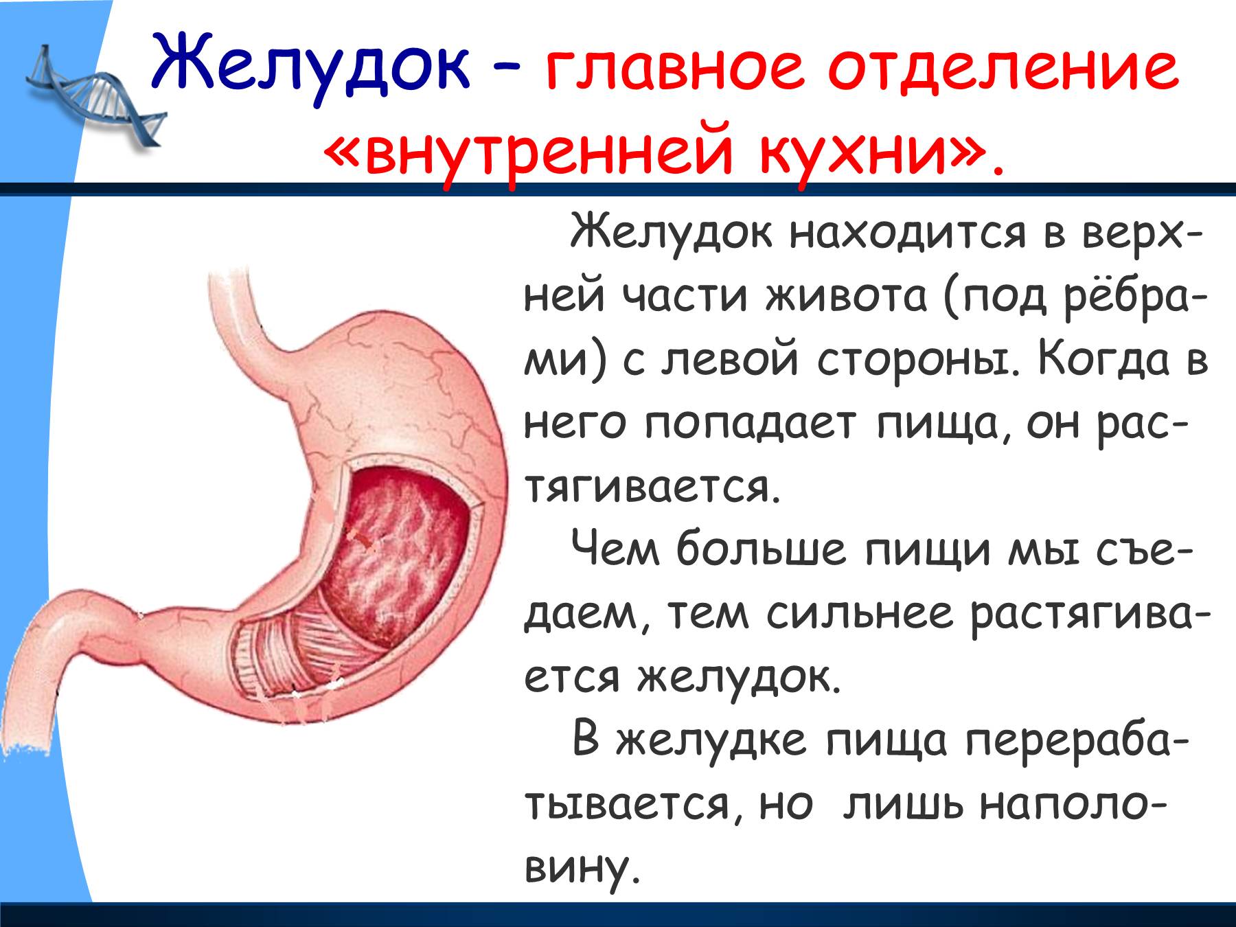 Презентация о желудке человека