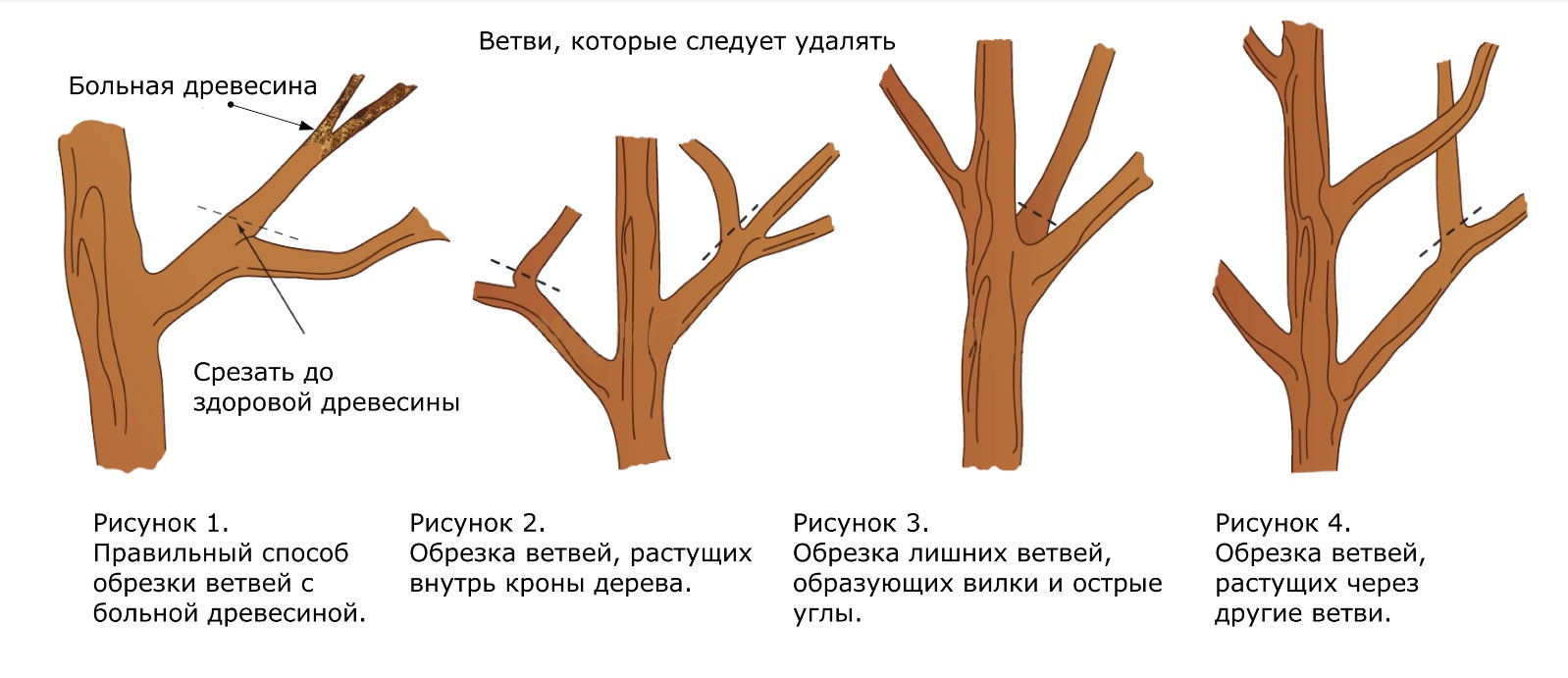 Схема обрезки плодовых деревьев осенью