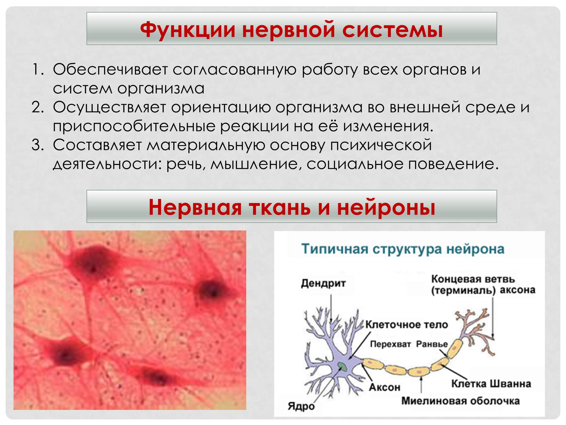 Клетки нервной ткани строение и функции