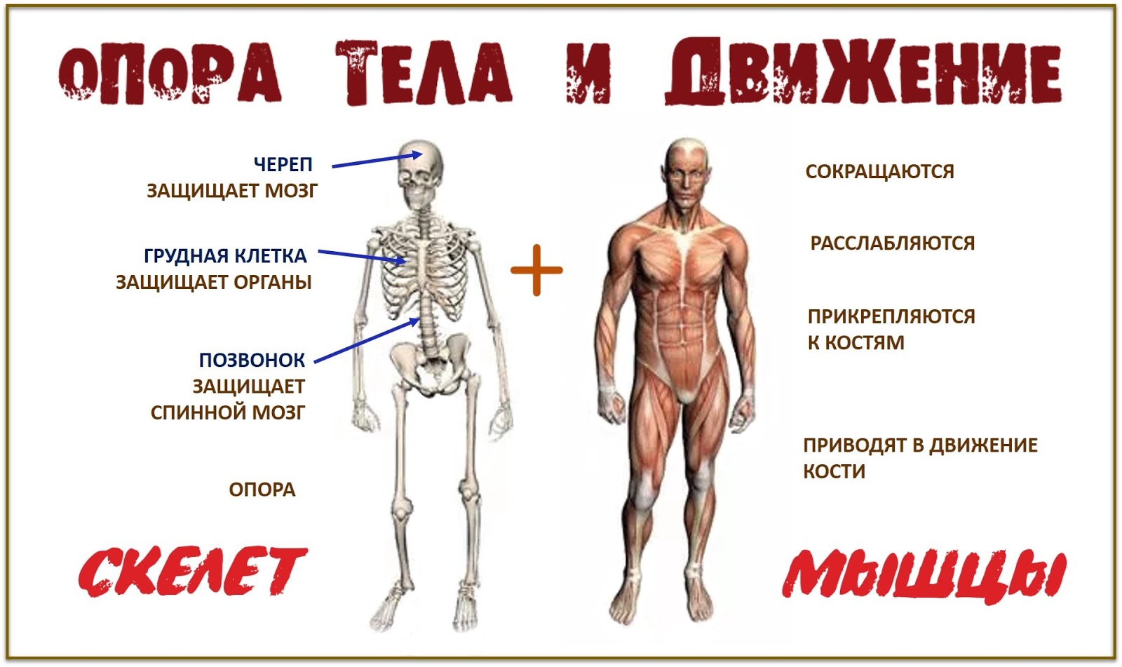 Опорно двигательная система картинки для презентации