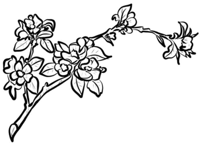 apple-blossom-branch-coloring-page