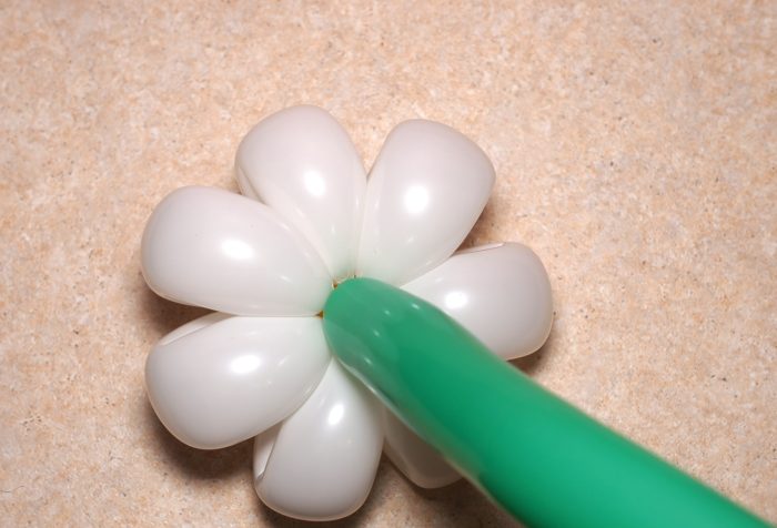 chamomile-of-balloons-spep-23